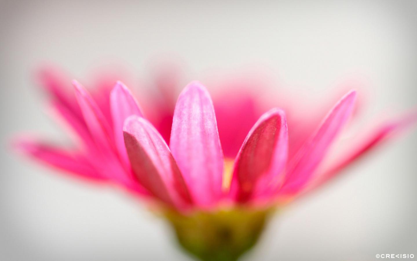 Pink Daisey Closeup by Crevisio