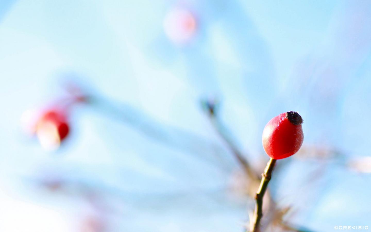 Frosty Rose Hips by Crevisio